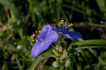 Hairyflower spiderwort